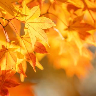 Wycieczka klasy 3a do lasu